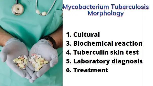 Mycobacterium Tuberculosis Morphology