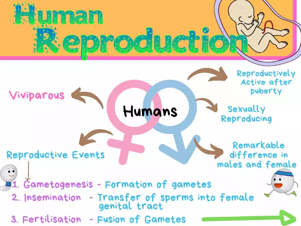 human reproduction neet