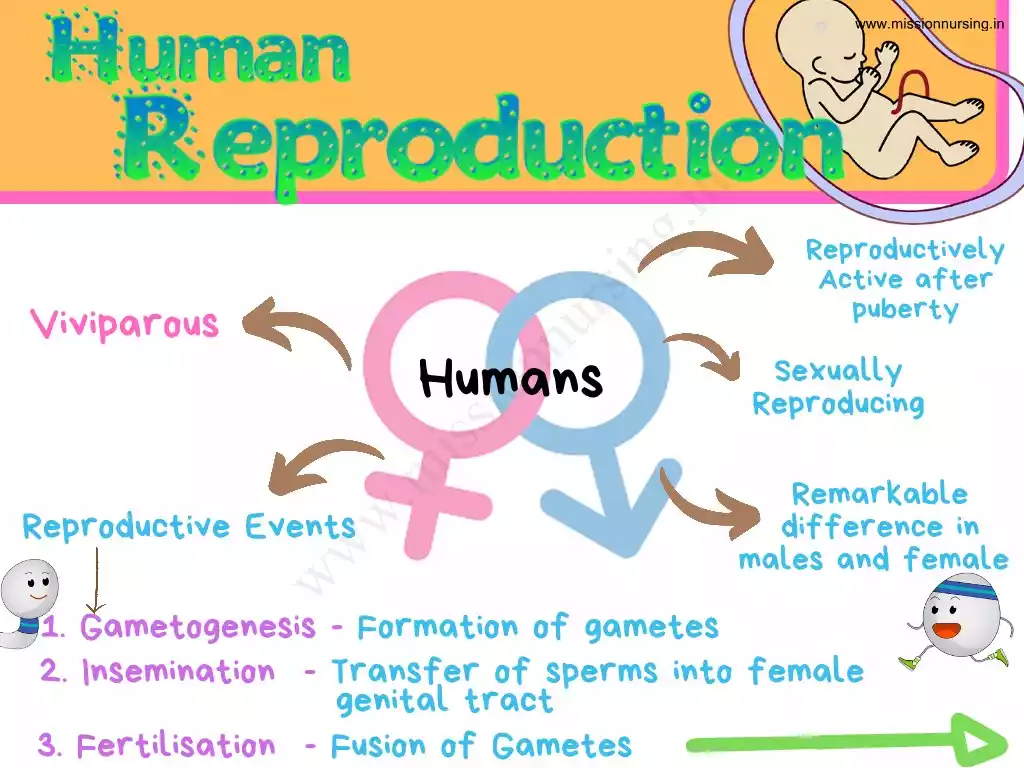 Human reproduction full Neet notes