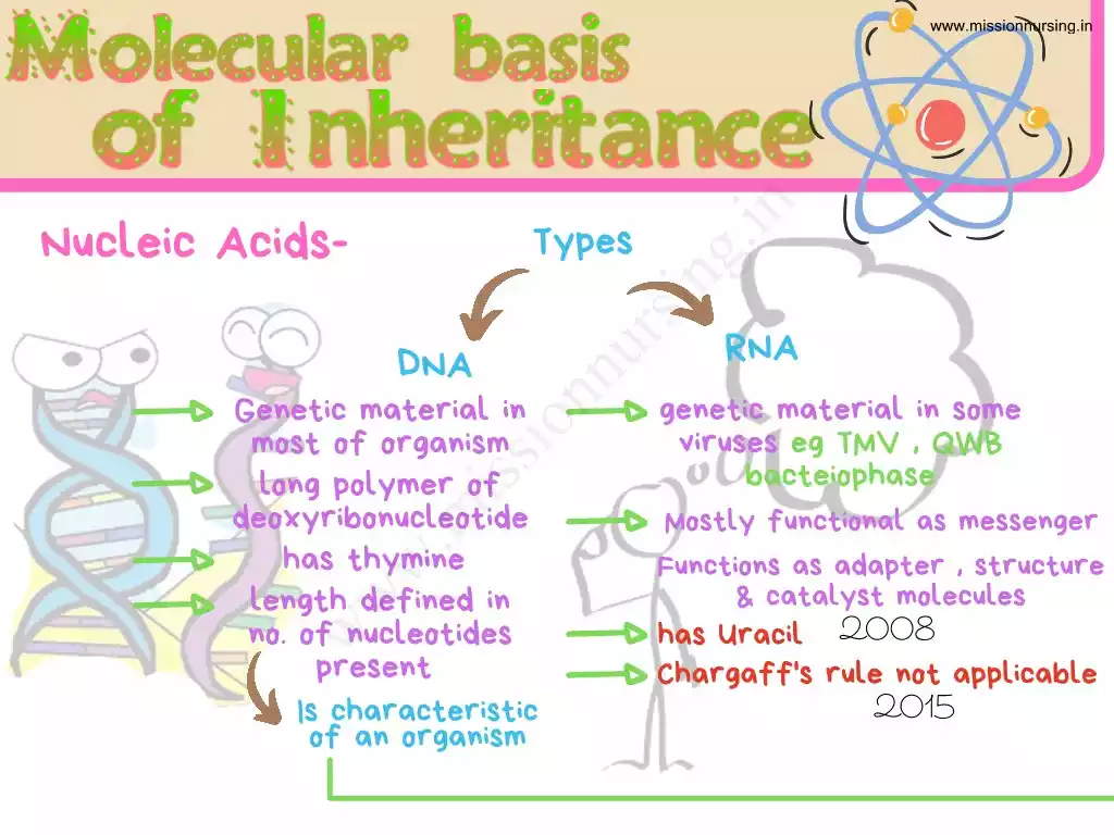 Molecular basis of Inheritance neet notes